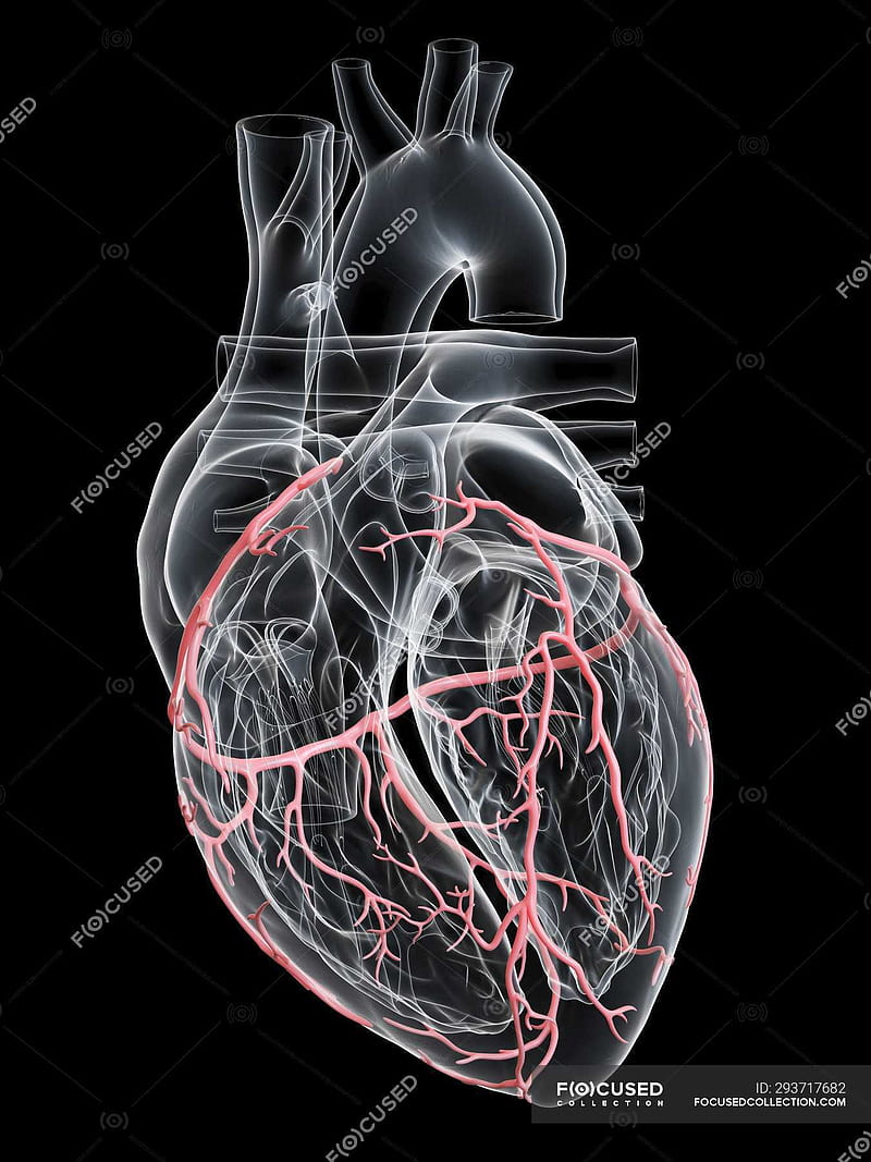 Human heart with coronary arteries, digital illustration, HD phone wallpaper