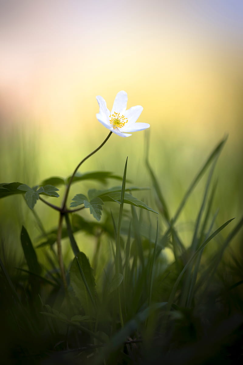 anemone, flower, white, small, grass, HD phone wallpaper