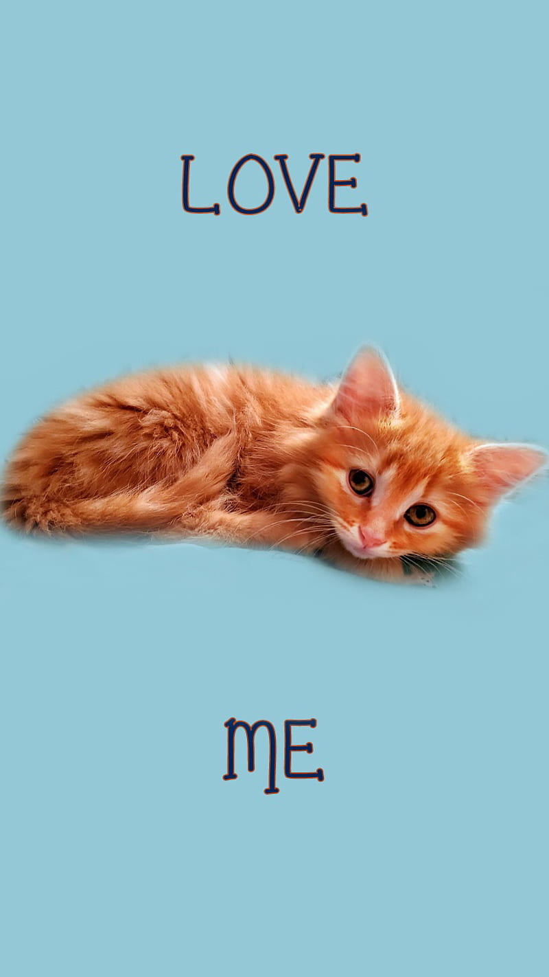 Love Me Kitten, animals, cat, cats matter, cute, hug, kitty, meow, orange,  pretty, HD phone wallpaper | Peakpx