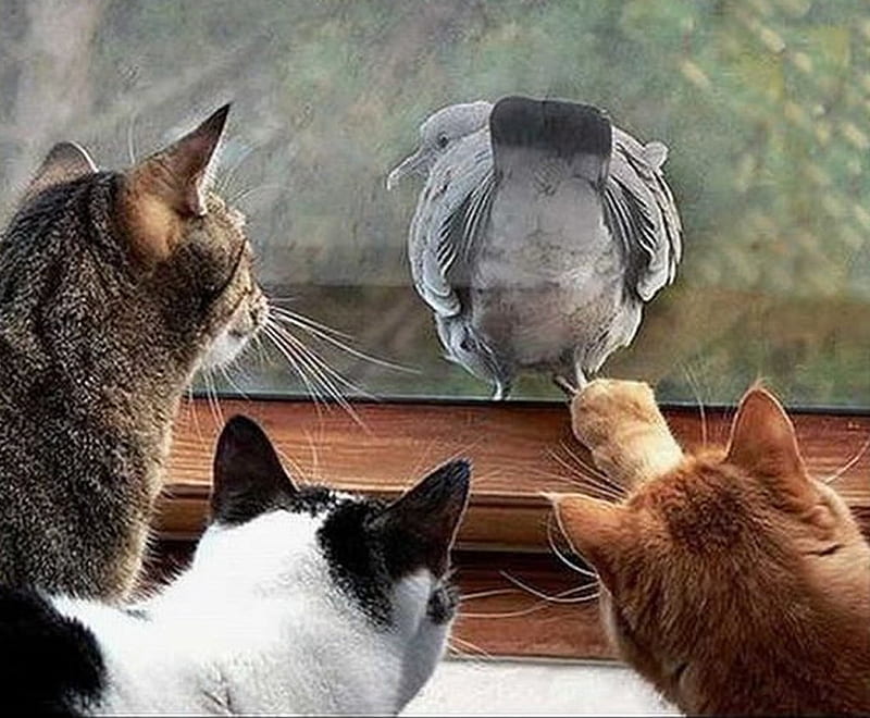 CATS ARE SO DRAMATIC #3, window, bird, watching, cats, HD wallpaper