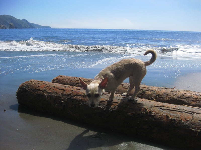My Torri At The Muir Woods Beach, marin pup, stevoway, torri, rescue dog, HD wallpaper