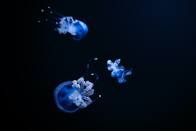 jellyfish, tentacle, black, bonito, dark, HD wallpaper