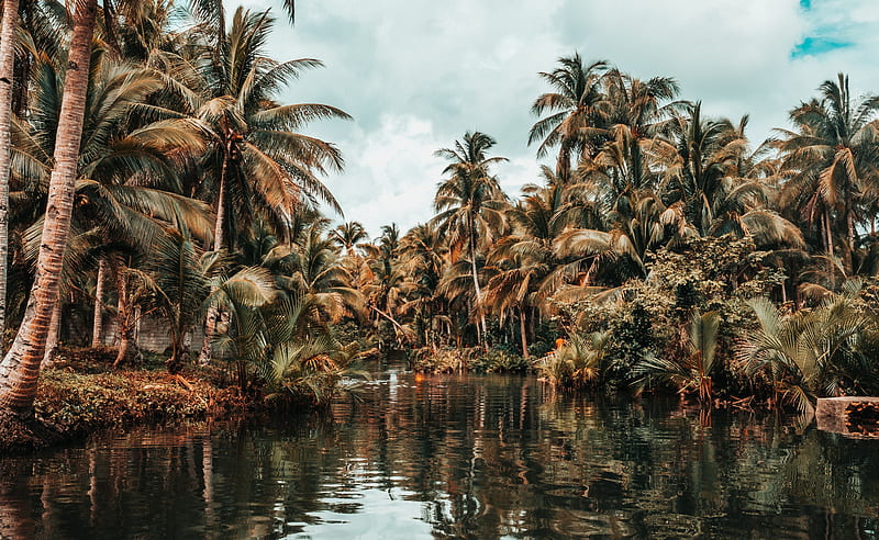 river, palm trees, tropics, nature, landscape, HD wallpaper