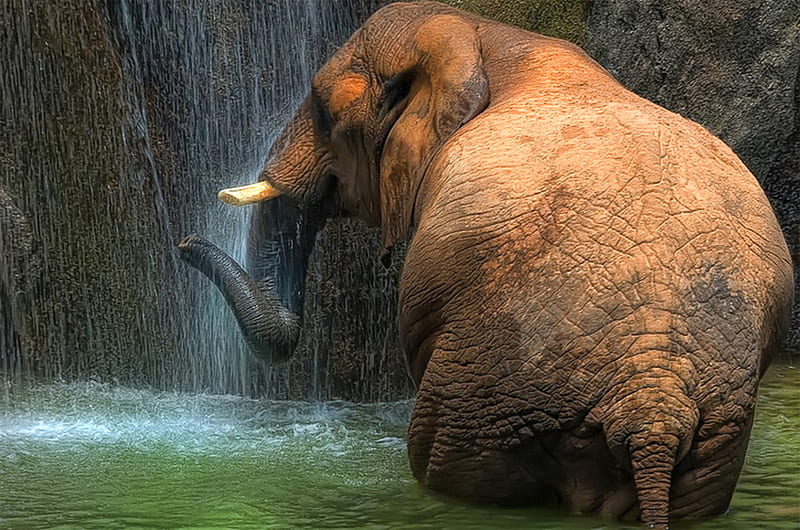 Time for a shower, elephant tusks, bath, water, falls, HD wallpaper
