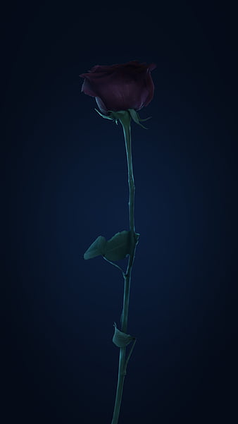 Dark Rose Black Dark Blue Flower Flower For Phone Hasaka Iphone Xr Iphone Xs Max Hd Phone Wallpaper Peakpx