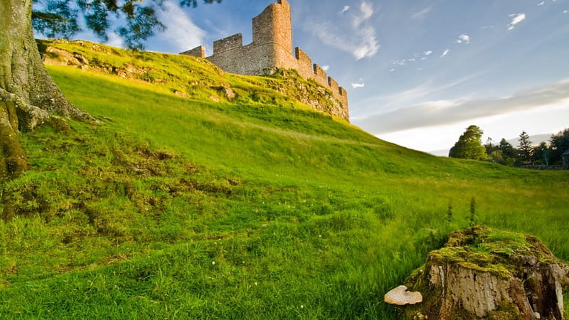 beautiful castle hume scotland, grass, mushroom, castle, hill, tree stump, HD wallpaper