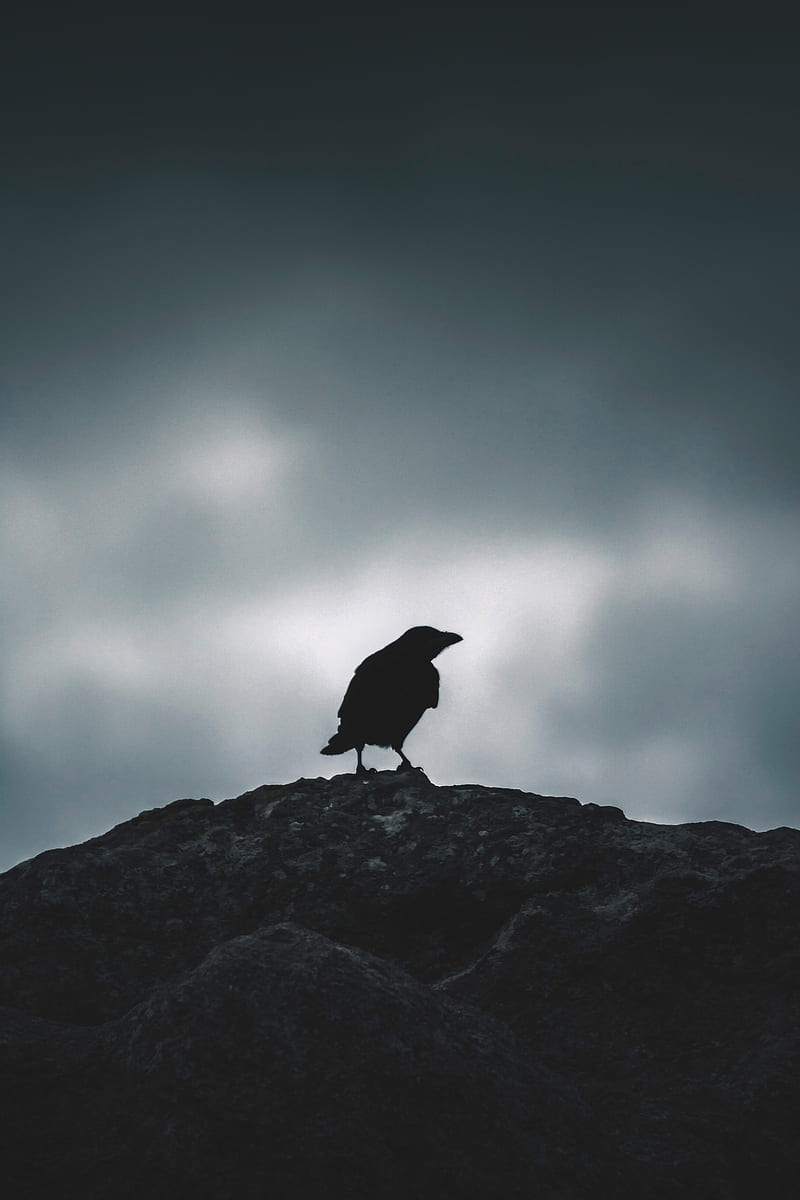 raven, silhouette, bird, sky, dark, HD phone wallpaper