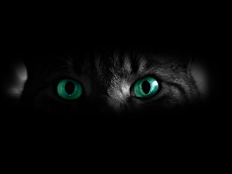 Green Eyed Cat, bonito, cat, eyes, grren, cats, animal, HD wallpaper ...