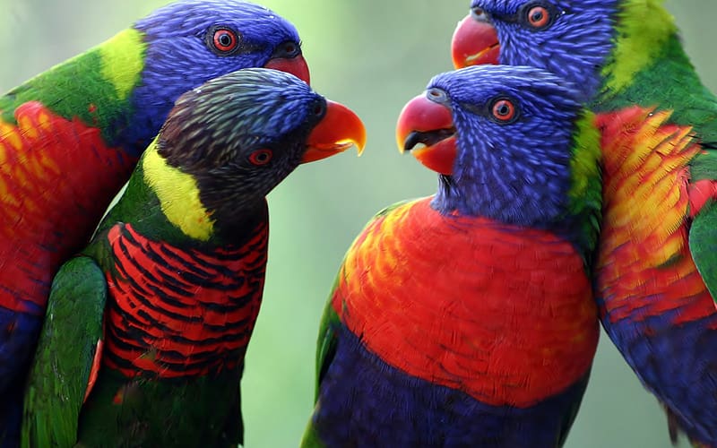 Birds, Animal, Parrot, Rainbow Lorikeet, HD wallpaper
