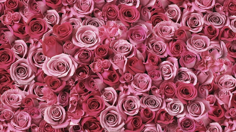 Pink Roses Background Wallpaper Stock Photo  Image of closeup backgrounds  150746784