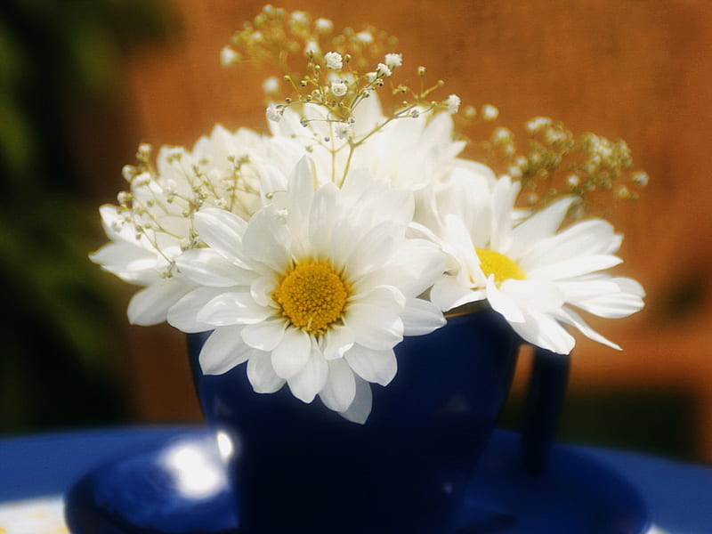daisys, yellow, daysys, babys breath, coffee cup, cup, white, stoneware, daisy, blue, HD wallpaper