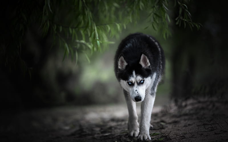 Husky, bokeh, pets, forest, cute animals, Siberian Husky, cute dog, dogs, Siberian Husky Dog, HD wallpaper