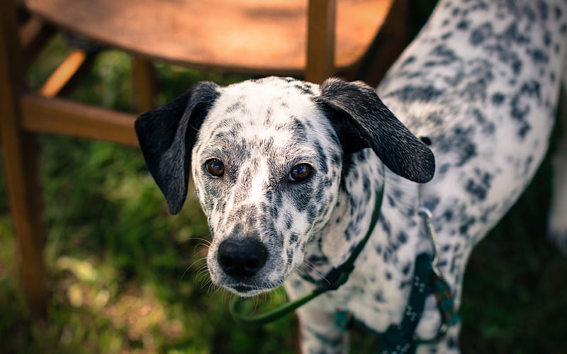 Dalmatian bokeh, domestic dog, dogs, cute animals, Dalmatian Dog, pets, HD wallpaper