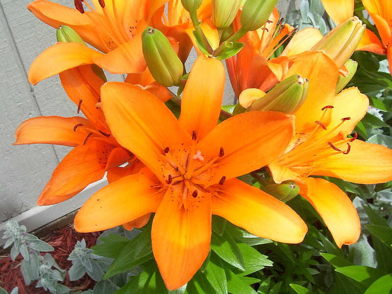 ASIATIC ORANGE LILIES, lilies, flowers, nature, orange, HD wallpaper
