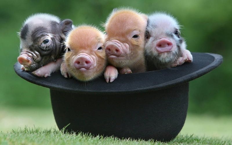 Funny piglets, cute, black, piglet, funny, pink, animal, hat, HD wallpaper