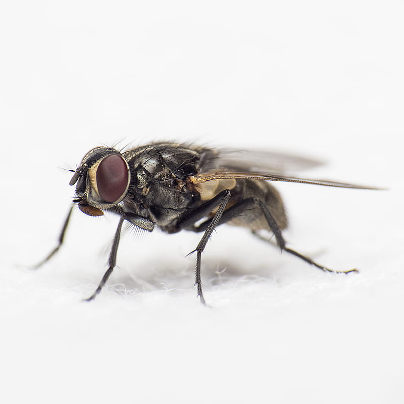 close-up graphy of black common housefly, HD phone wallpaper