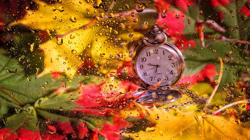 Autumn morning, fall, pretty, colorful, wet, autumn, bonito, drops, foliage, leaves, nice, season, morning, lovely, time, clock, water, nature, HD wallpaper