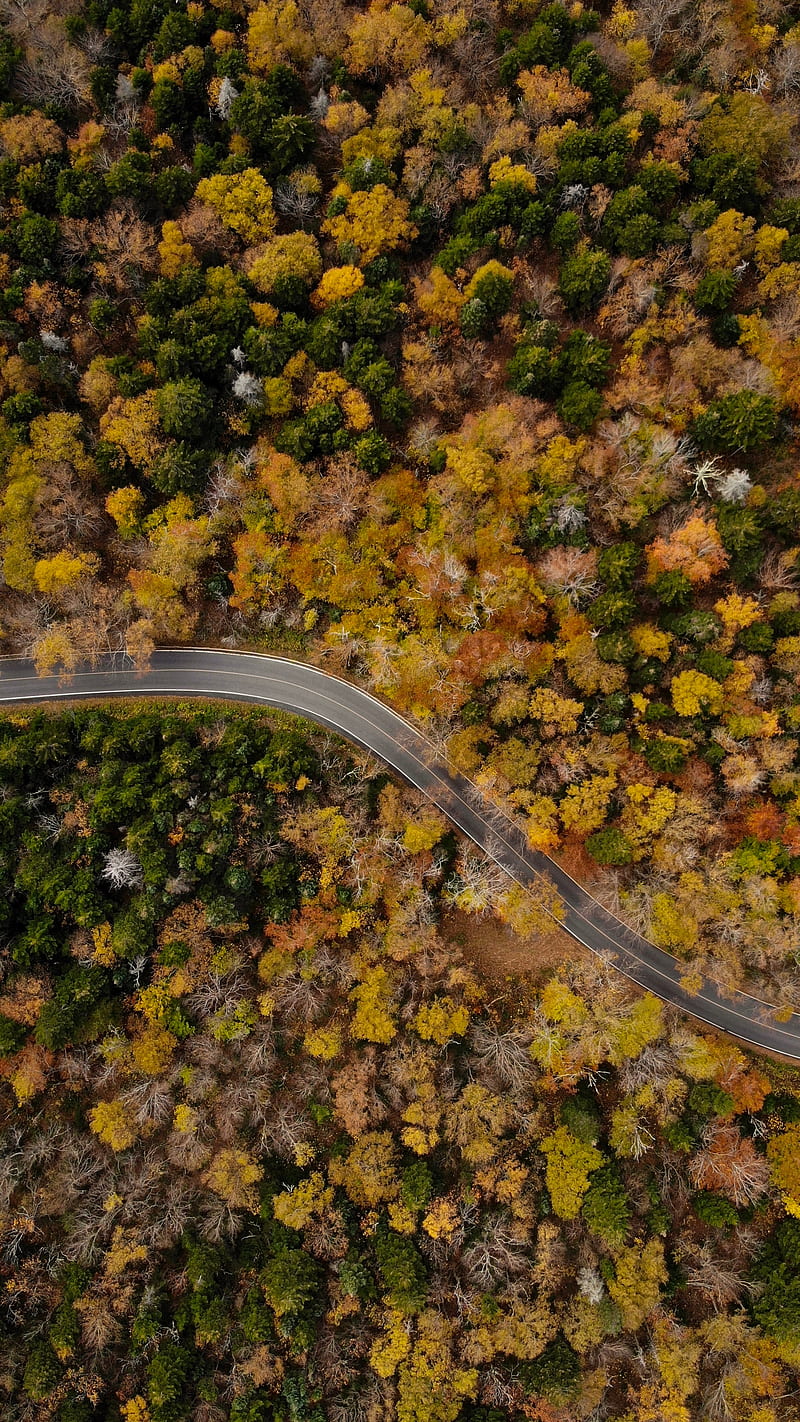 road, winding, aerial view, trees, treetops, HD phone wallpaper