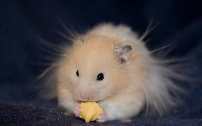 SUGAR AND SPICE..., rodents, nibbles, sweets, fluffy, hamsters, pets, meringues, snacks, HD wallpaper