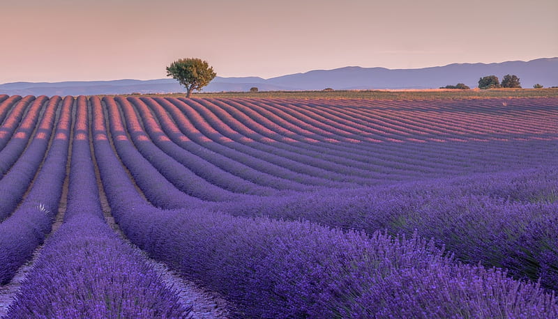Summer Field of Purple Lavender, Summer, Lavender, Fields, Flowers, Nature, HD wallpaper | Peakpx