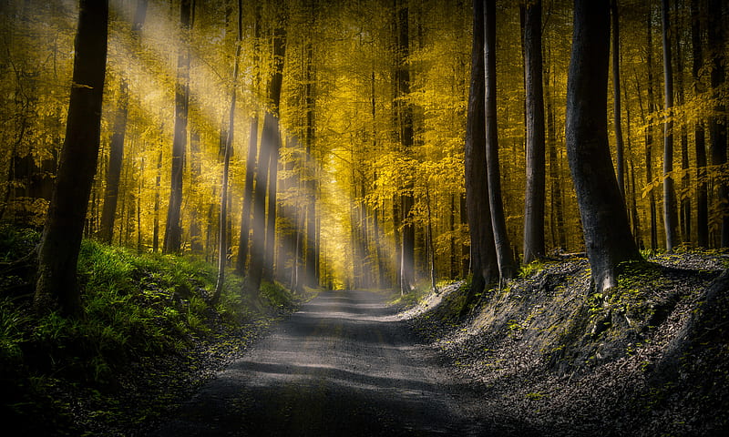 Forests Roads Rays Of Light , road, forest, nature, light, sunbeam, HD wallpaper