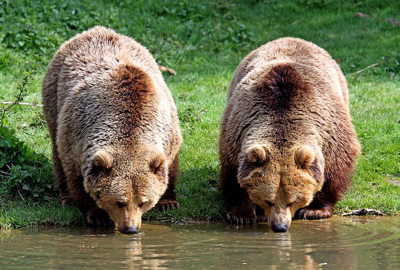 Grizzly pair, grizzlies, stream, drinking, brown, two, grass, bears, HD wallpaper