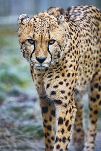 cheetah, big cat, glance, predator, spots, HD mobile wallpaper