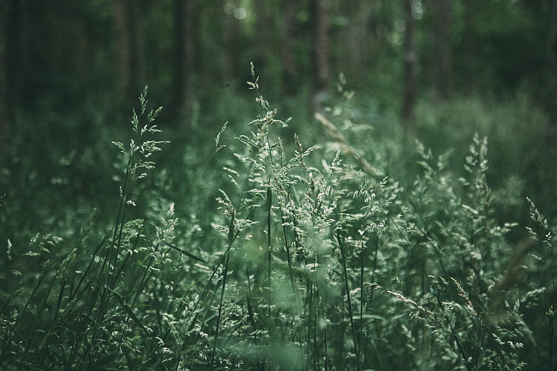 Green Grass Field During Daytime Hd Wallpaper Peakpx