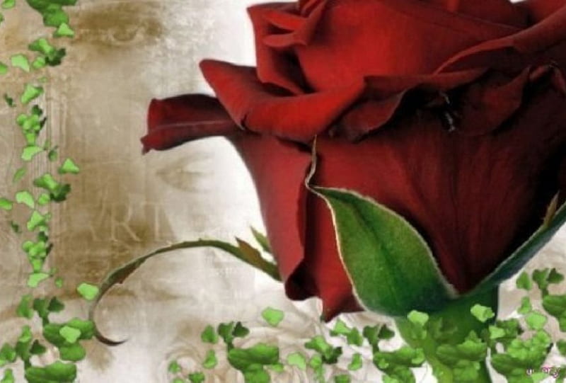 Real rose, beautiful woman face, beautiful red roses, background, eyes, HD  wallpaper | Peakpx