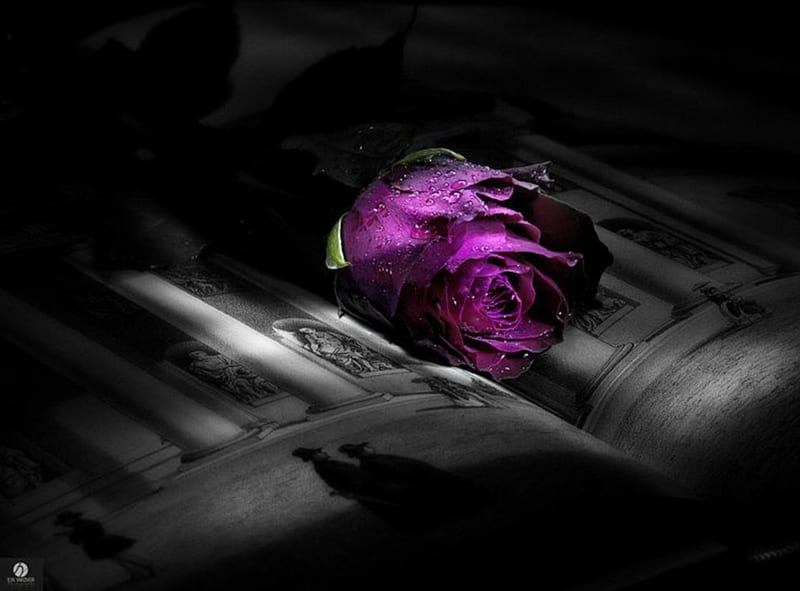 Rose&Book, rose, background, book, bonito, drops, brillant, graphy, purple rose, nice, water, black and purple, HD wallpaper