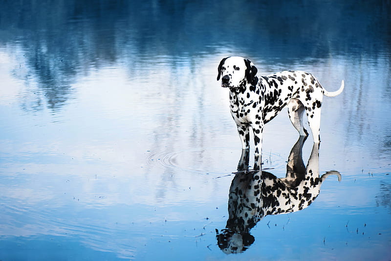 1001 dalmatians bath, luminos, caine, bath, cute, fantasy, 1001 dalmatians,  bubbles, HD wallpaper