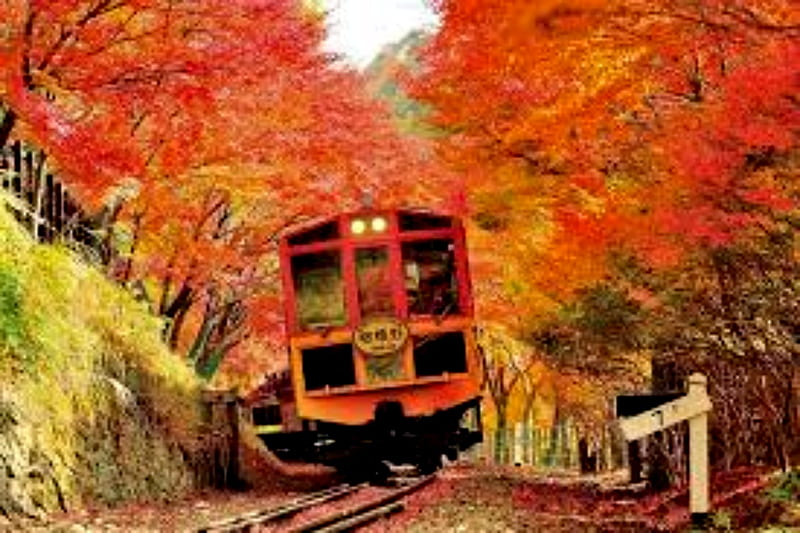 Autumn Train, Train, Trees, Orange, Autumn, Yellow, HD wallpaper
