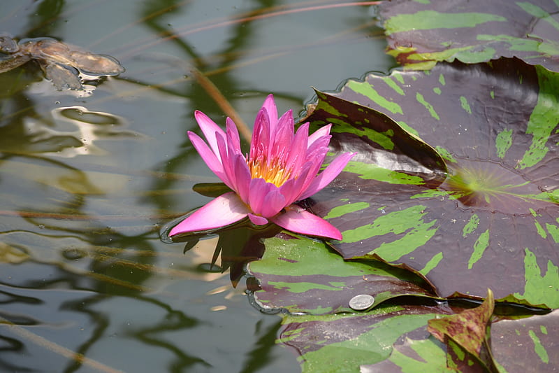 Water Lilly, flower, graphy, pink, HD wallpaper