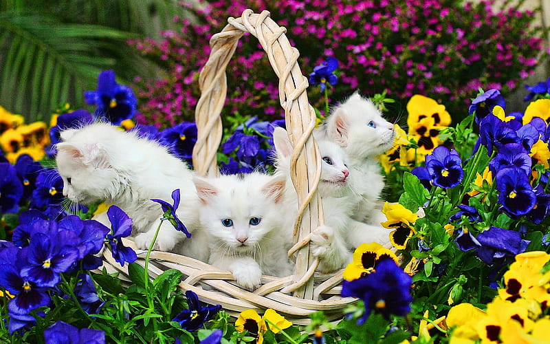 1080P free download | Kittens in spring garden, kitty, kittens, bonito ...