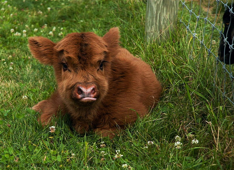 Sweet Little Highlander, resting, calf, cow, meadow, HD wallpaper