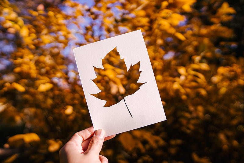 Crop anonymous person with white stencil of maple leaf against blurred golden foliage of trees in fall woods, HD wallpaper