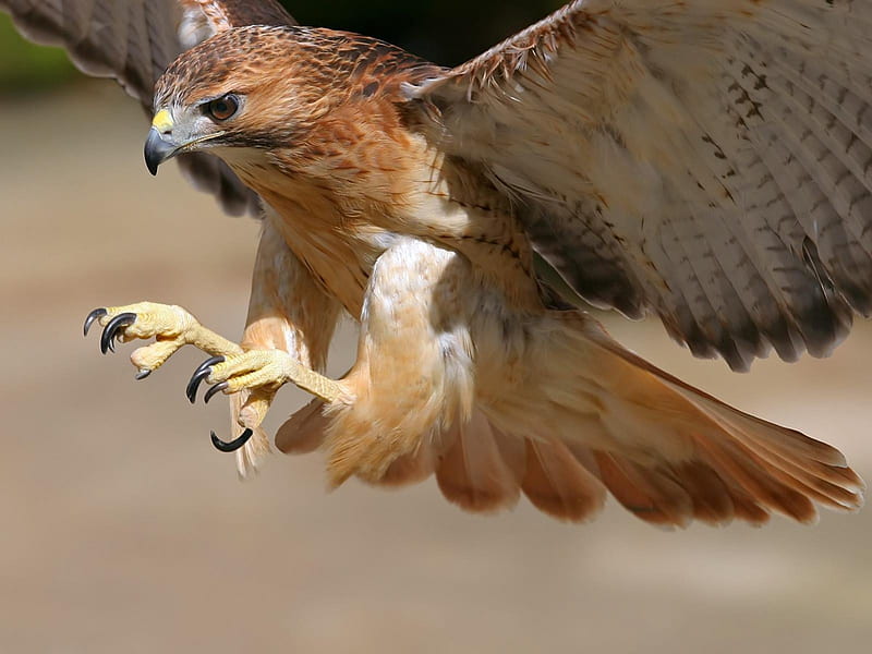 Sharp Talons, in flight, hawk, landing, bird, HD wallpaper
