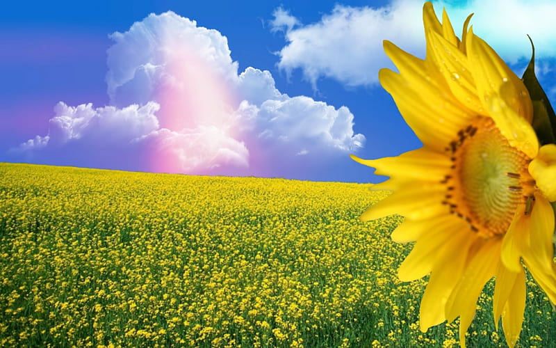 ~*~ Yellow Flowery Field ~*~, flowery fields, yellow flowers yellow flowery field, nature, fields, landscape, HD wallpaper