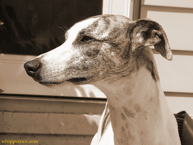 is THAT you!, awesome, whippet, dog, HD wallpaper