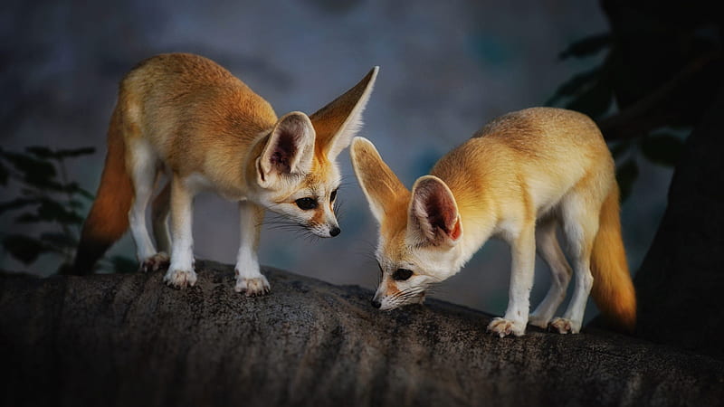Two Fennec Foxes Are Standing On Tree Trunk Fox, HD wallpaper