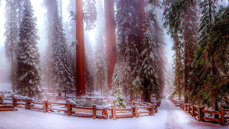 Sequoia National Park, Snow, Park, National, Sequoia, Fence, HD wallpaper
