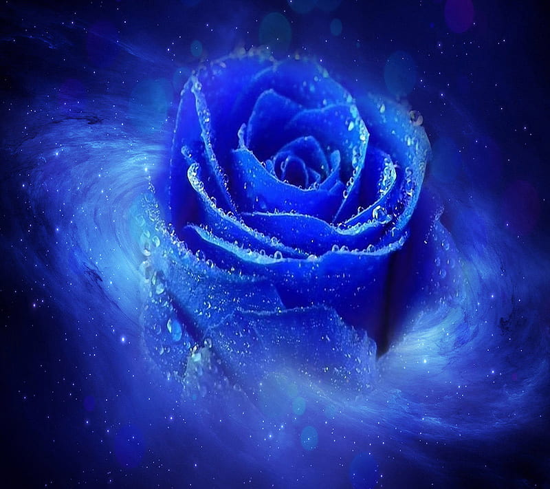 blue rose backgrounds