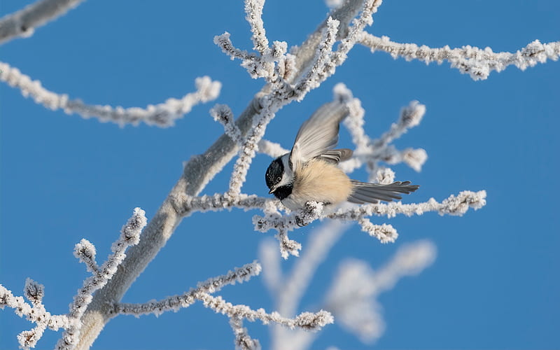 :), snow, bird, pasari, pitigoi, branch, iarna, winter, great tit, white, blue, HD wallpaper