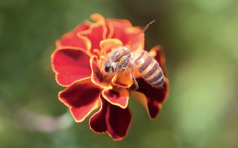 A bee on an orange flower, HD wallpaper