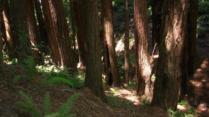 Muir Woods, forest, rise of the planet of the apes, trees, redwood, HD wallpaper