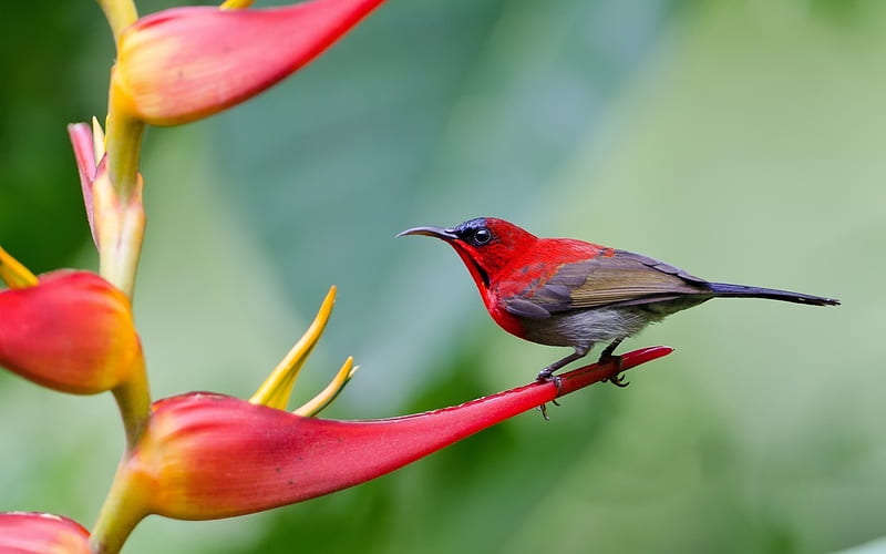 Pájaro, rojo, pasare, flor, negro, Fondo de pantalla HD | Peakpx