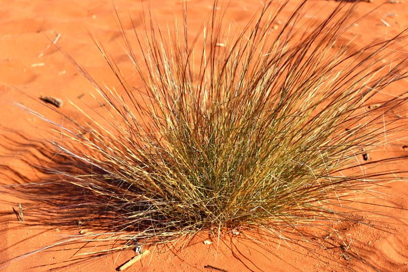 Spinifex in the red centre, ayers rock, deseret, dry, Spinifex, red centre, HD wallpaper