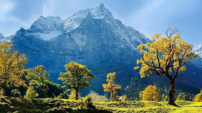 austria, snow, mountains, top, trees, maple, nature, HD wallpaper