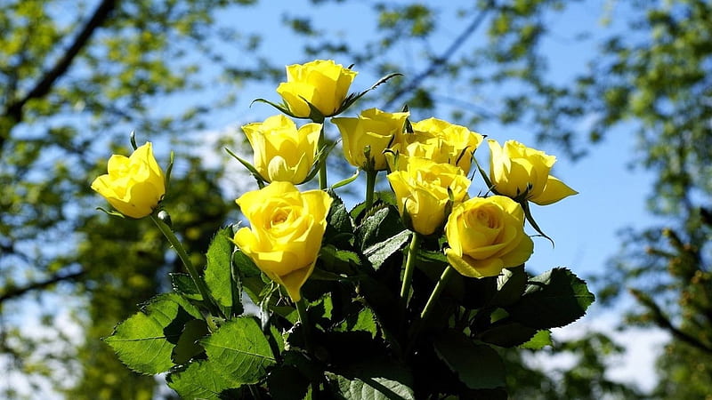 Yellow Roses, garden, yellow, flower, rose, HD wallpaper | Peakpx