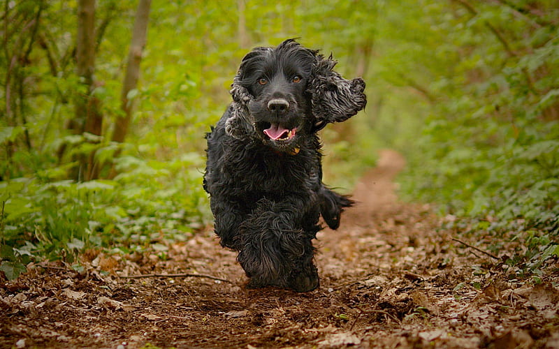 English Cocker Spaniel, running dog, forest, dogs, puppy, cute animals, black dog, pets, English Cocker Spaniel Dog, HD wallpaper